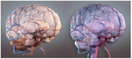 michel-saemann-illustration-3D-médical-brains