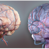michel-saemann-illustration-3D-médical-brains